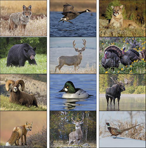 Wildlife Portraits Spiral Bound Wall Calendar for 2022